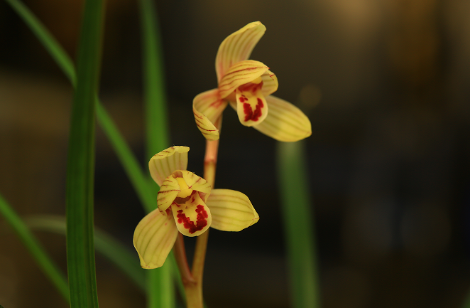 云南省文化和旅游厅