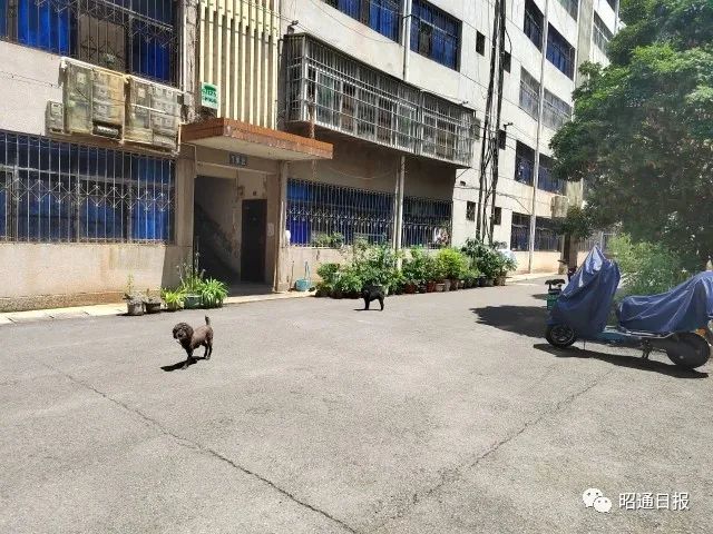 昭通日报