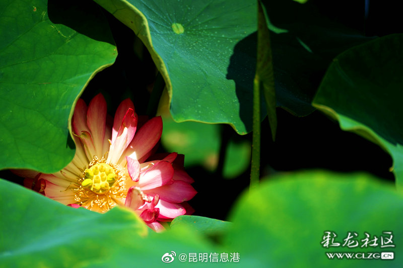 昆明信息港