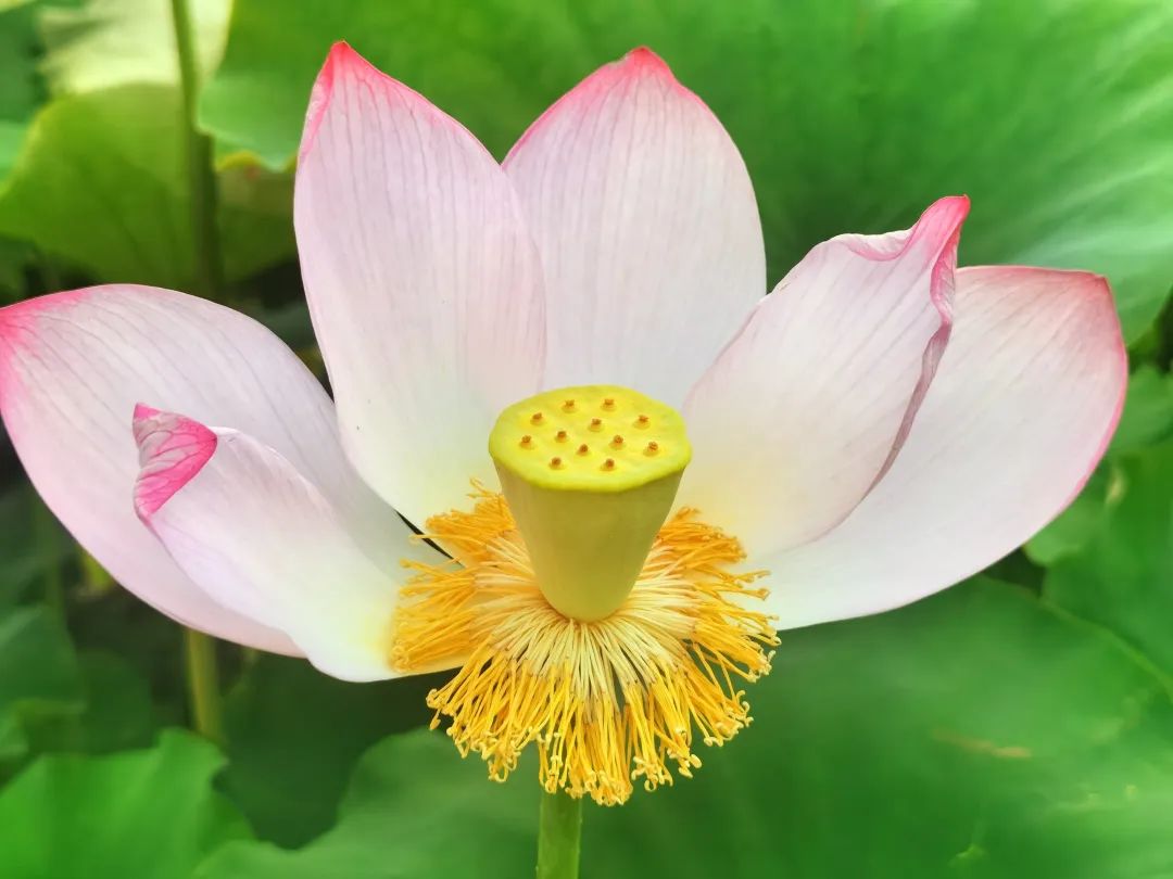 云南政协报