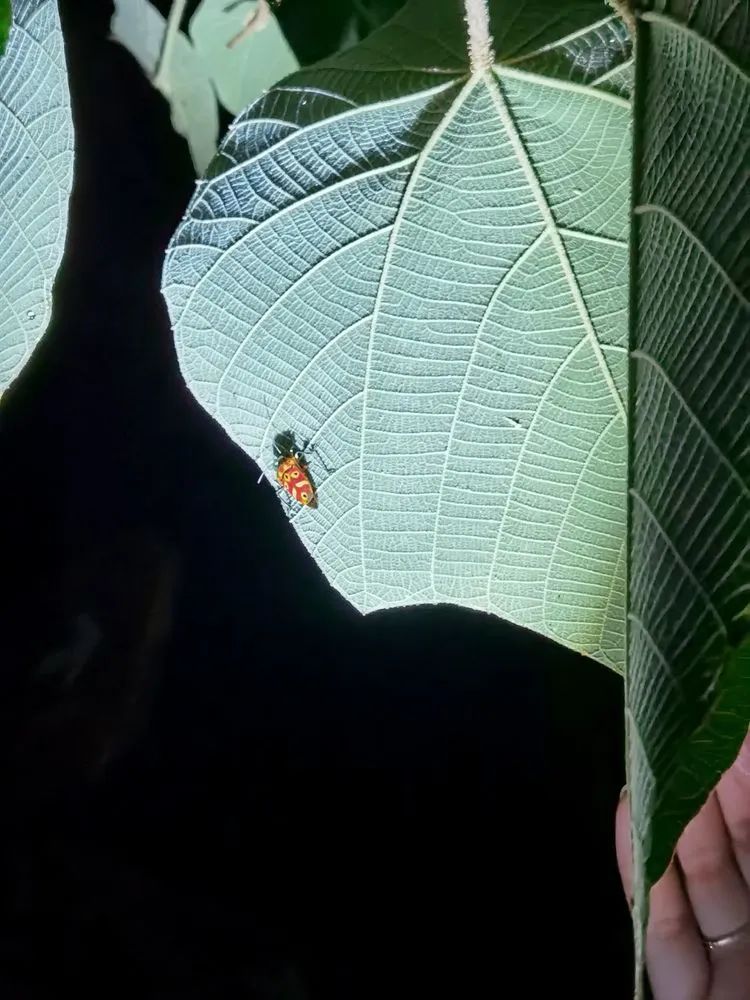 一部手机游云南