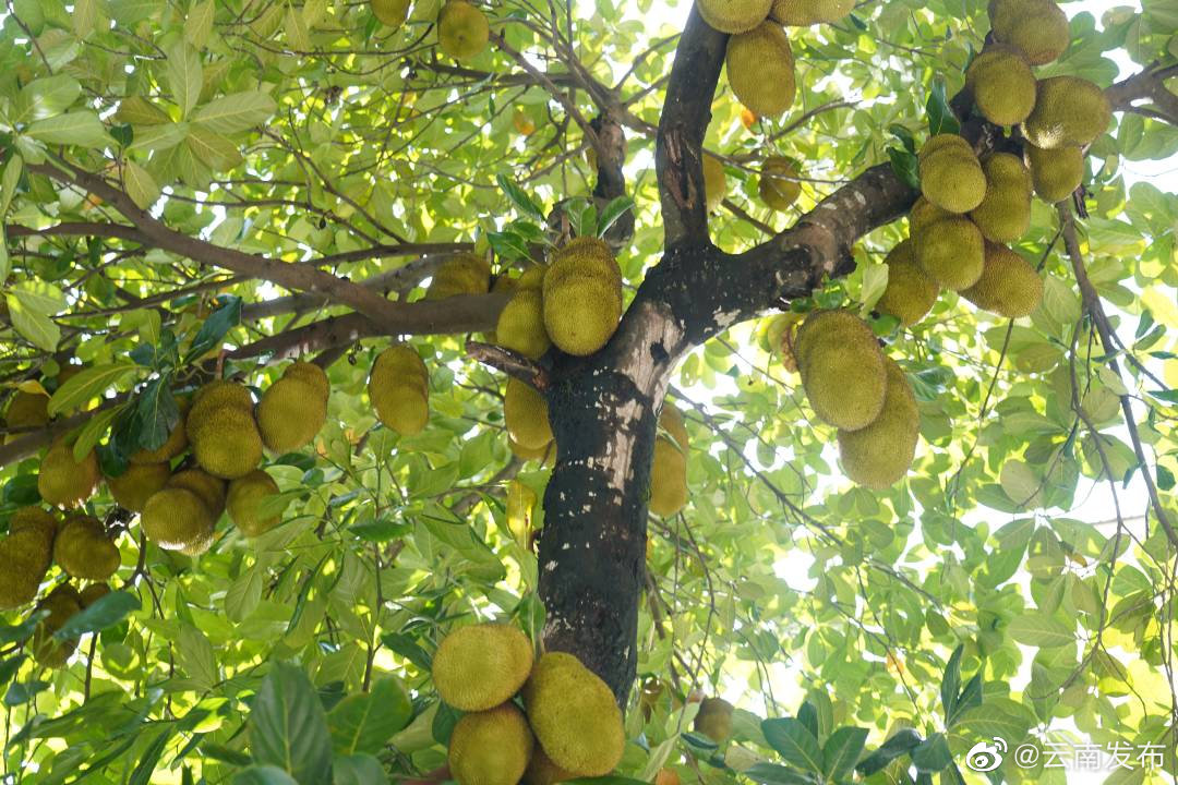 云南瑞丽路旁果树成熟后免费发放 - 资讯频道