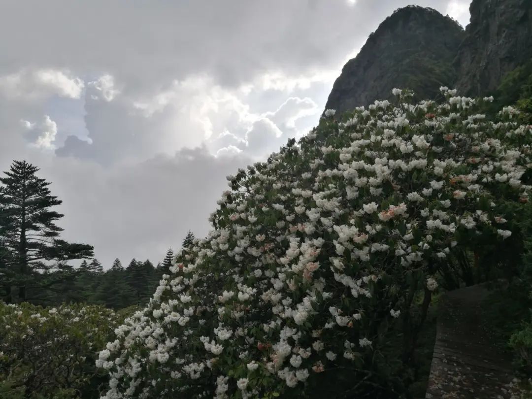 昆明轿子山旅游
