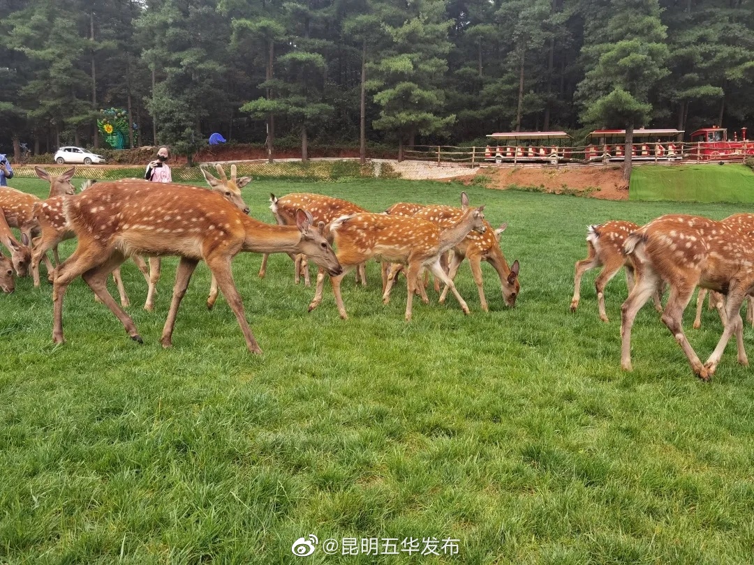 “昆明五华发布”微博