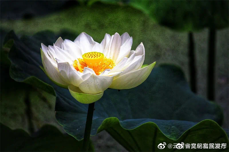 “昆明富民发布”微博