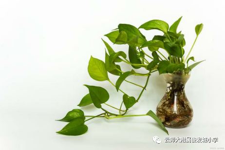 盘龙教育(微信)