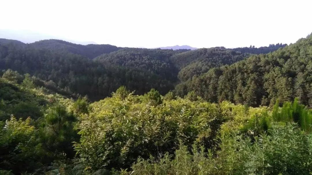 保山新闻网