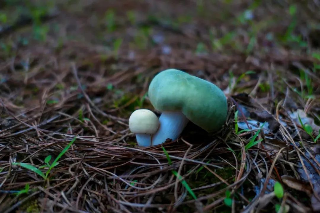 一部手机游云南