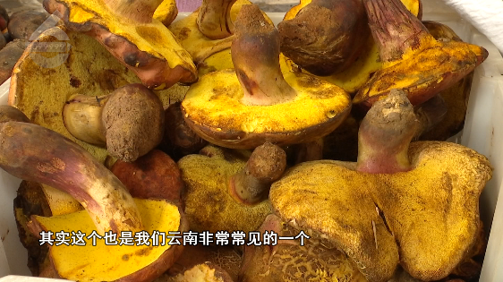 掌上春城