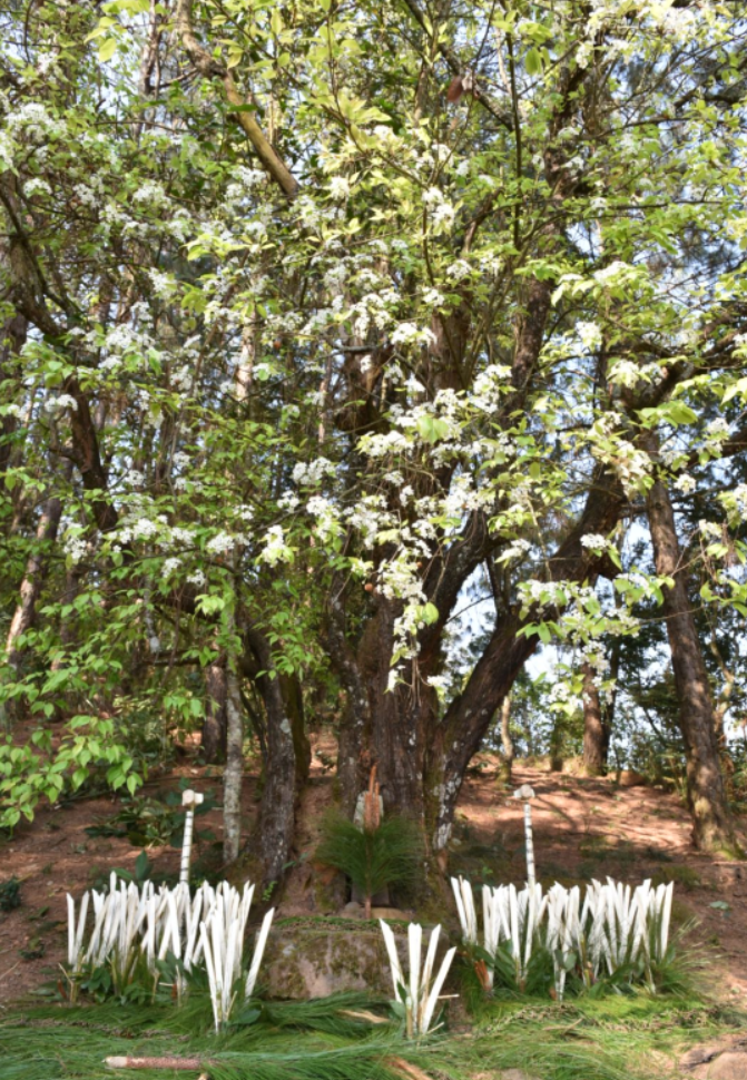 云南省文化和旅游厅