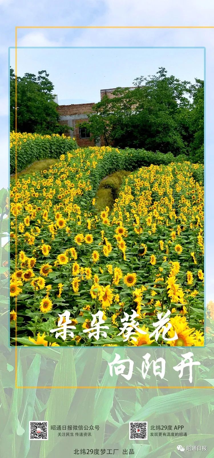 昭通日报