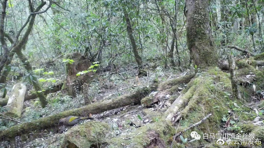 “云南发布”微博