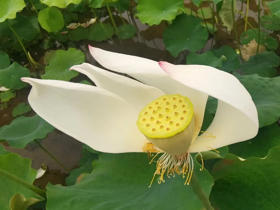 云南政协报