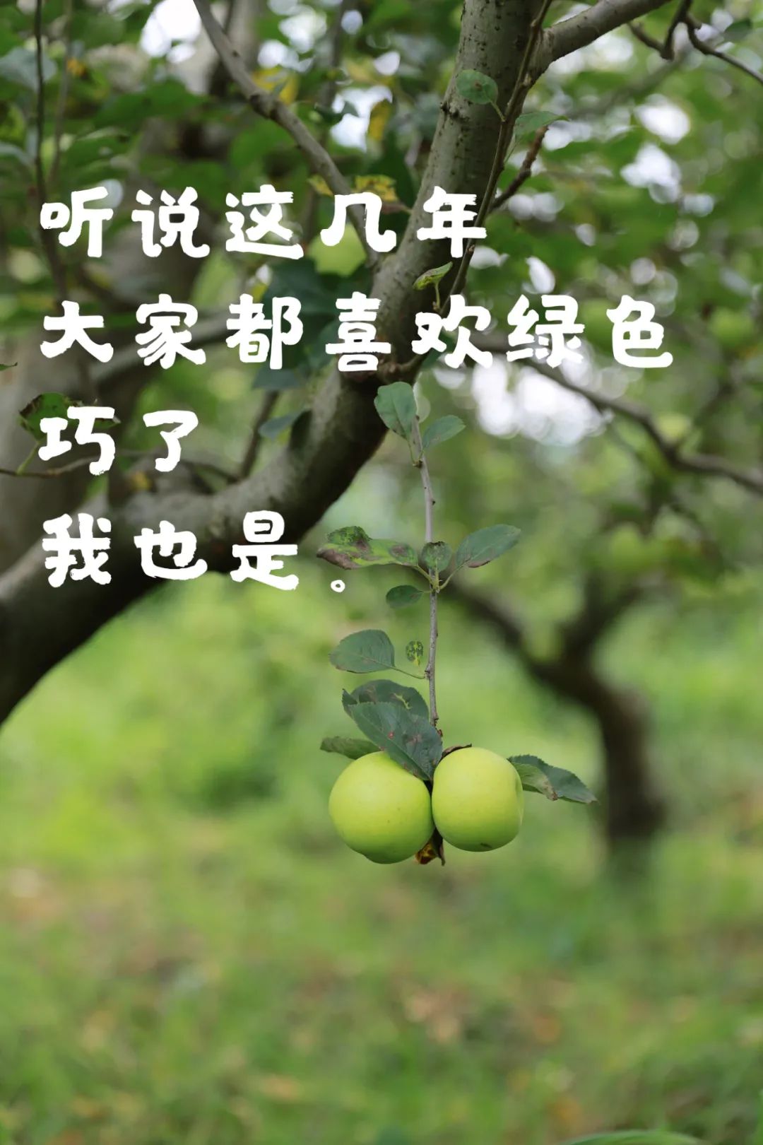 昆明西山发布