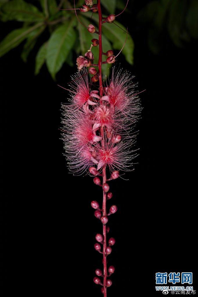 “云南发布”微博