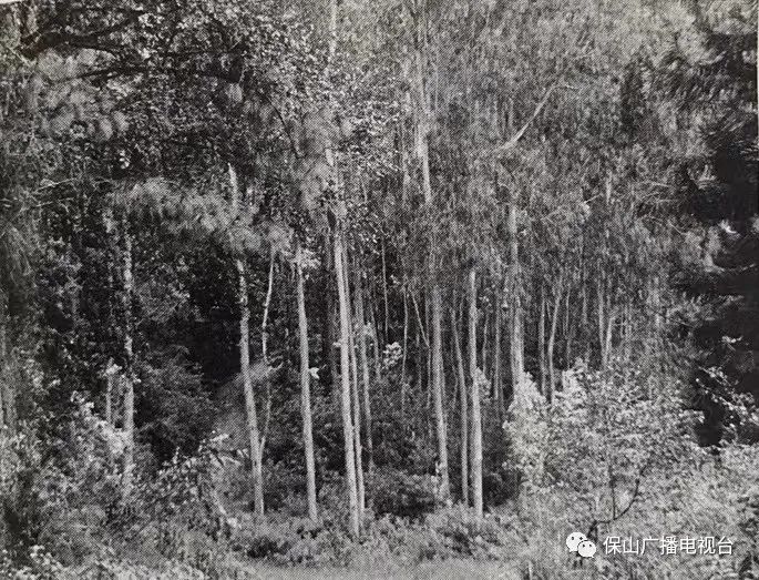 保山广播电视台