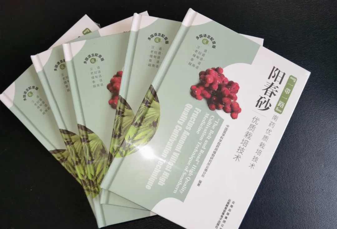 西双版纳先锋