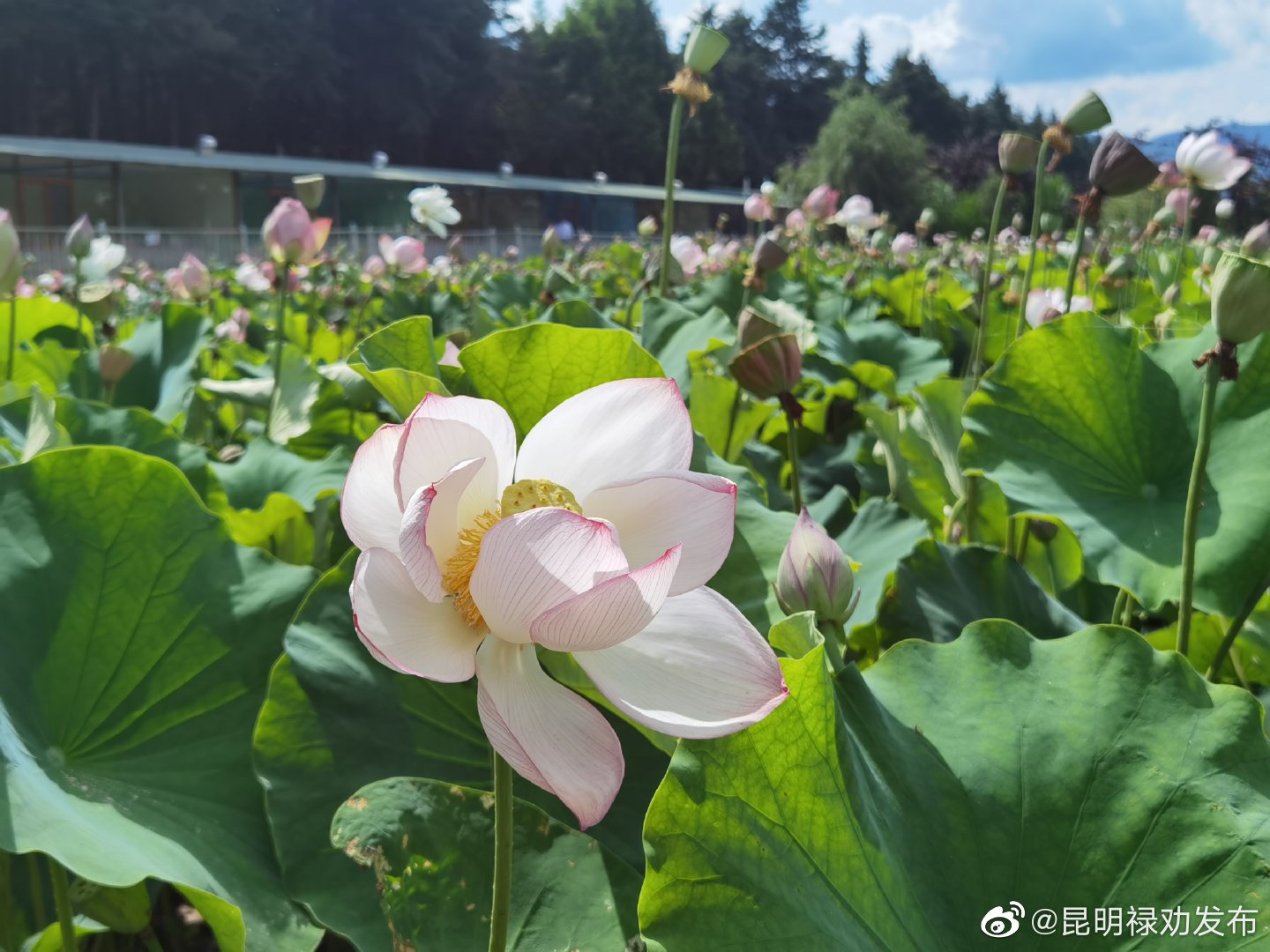 昆明禄劝发布