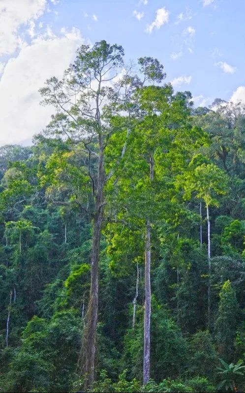 西双版纳望天树景区