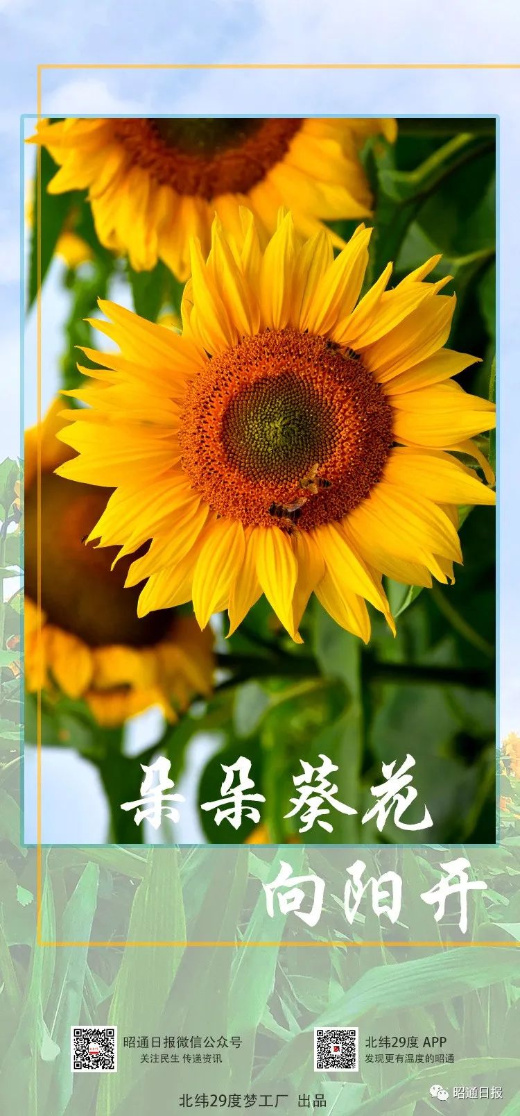 昭通日报