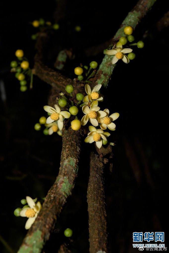 “云南发布”微博