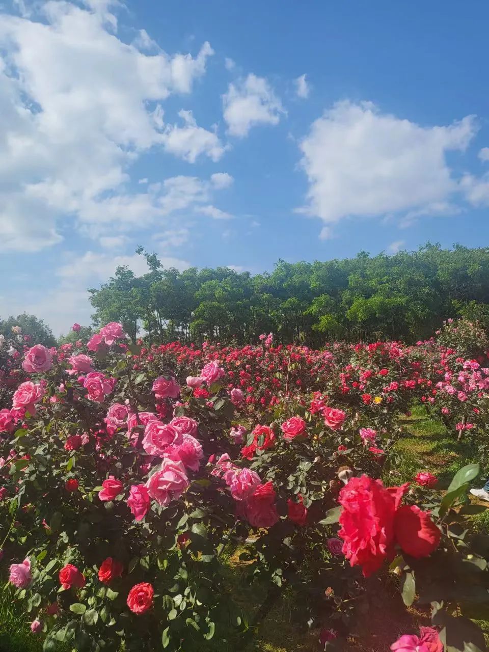 一部手机游云南