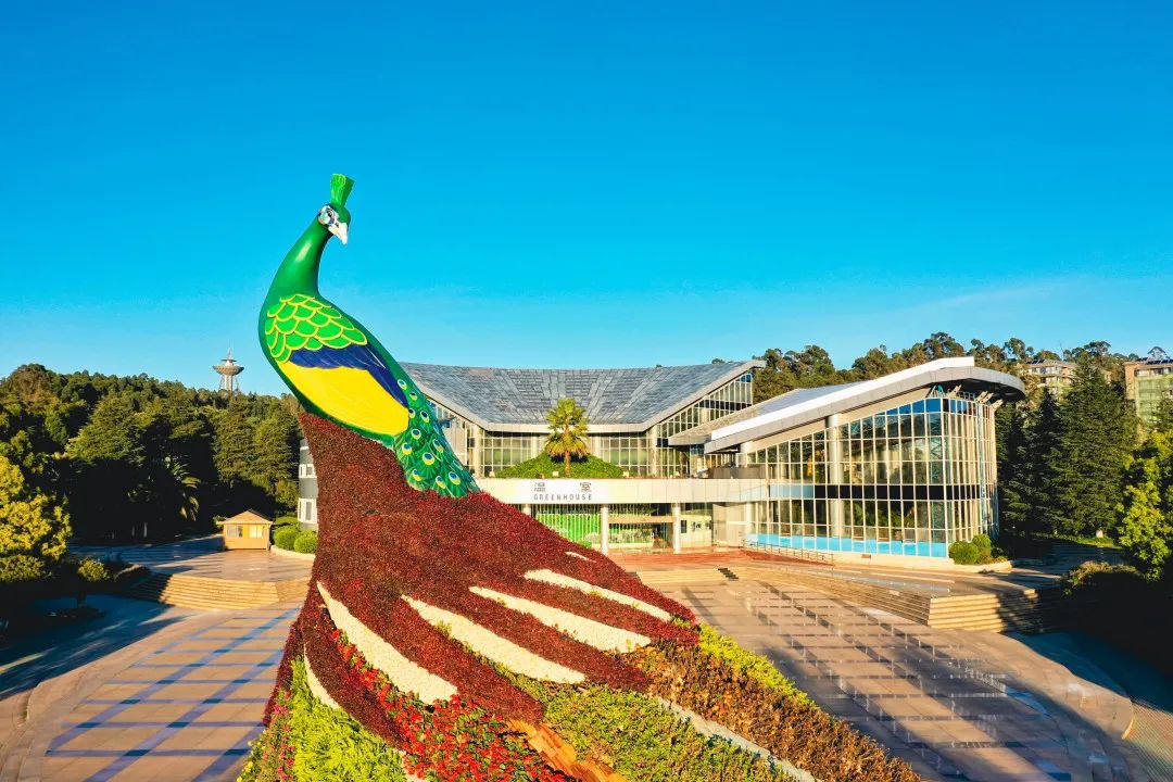 昆明轿子山旅游