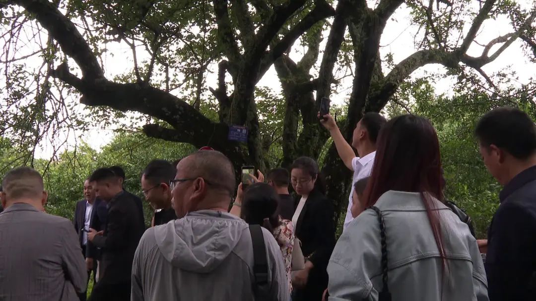 大理电视台