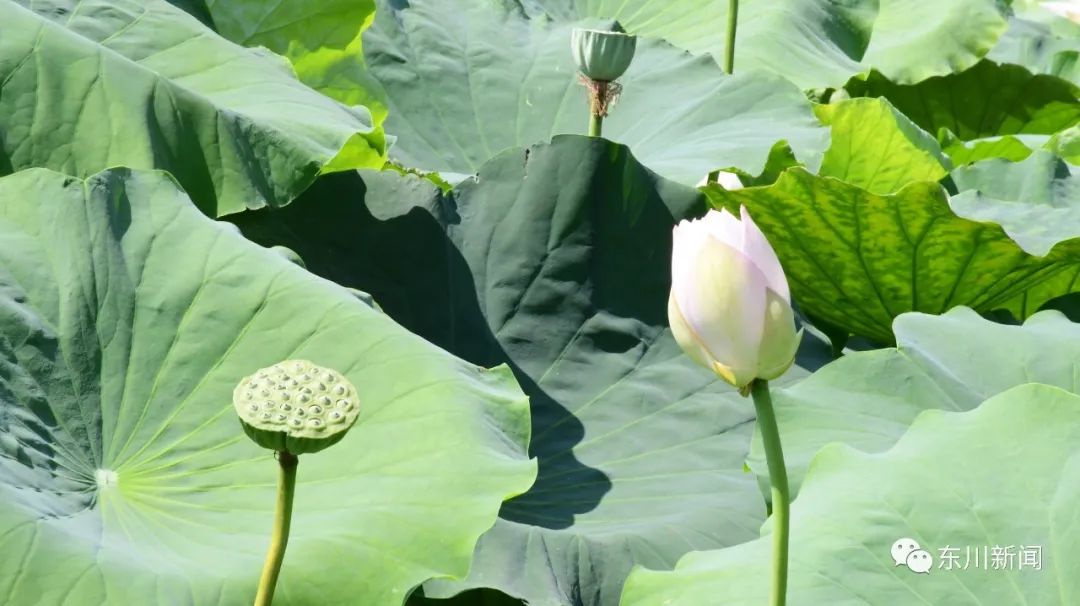 东川新闻
