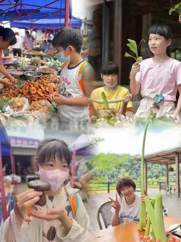 西双版纳望天树景区