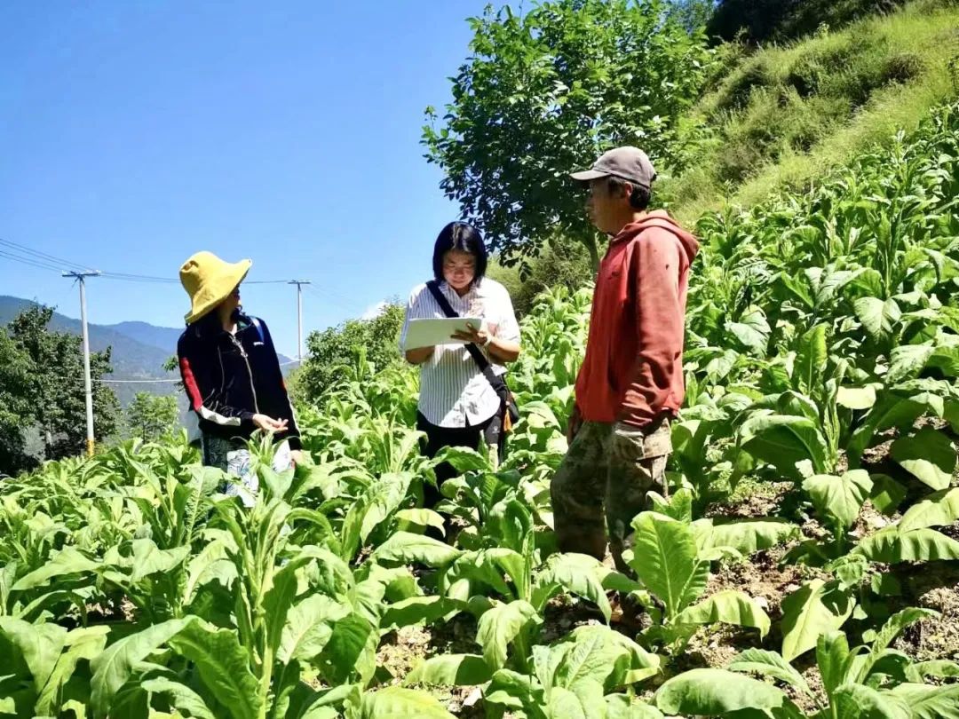 清风云南