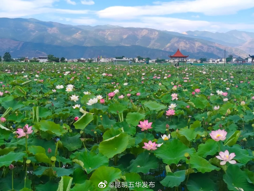 “昆明五华发布”微博