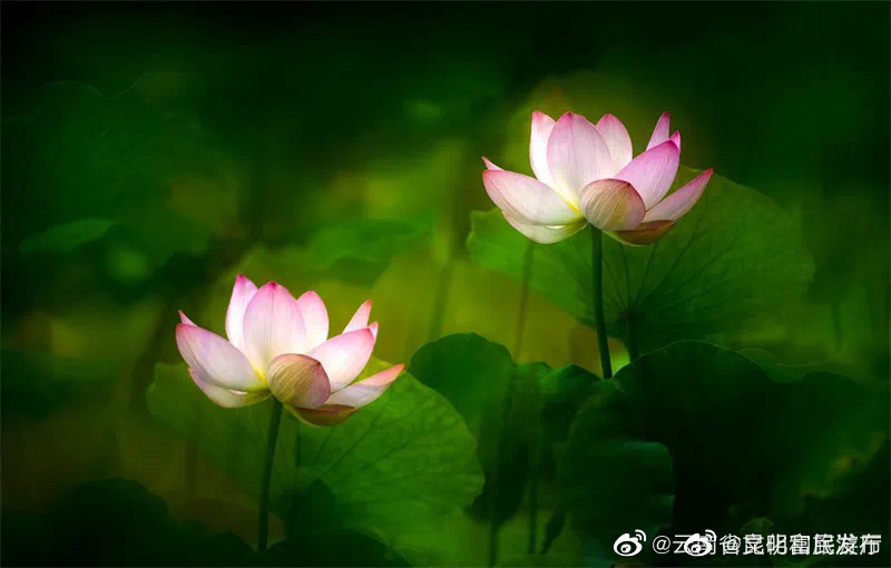 “昆明富民发布”微博