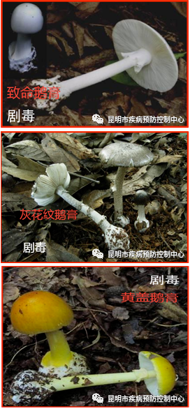 昆明信息港/cnkmxxg