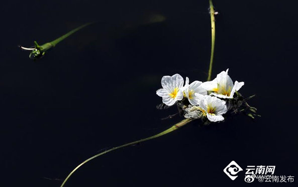 “云南发布”微博