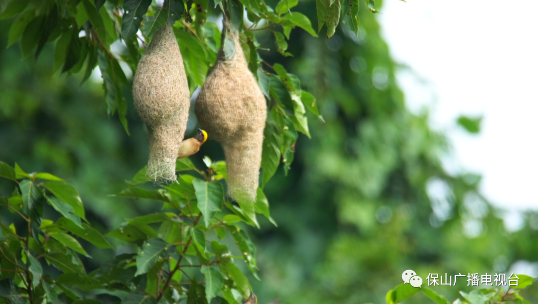保山广播电视台