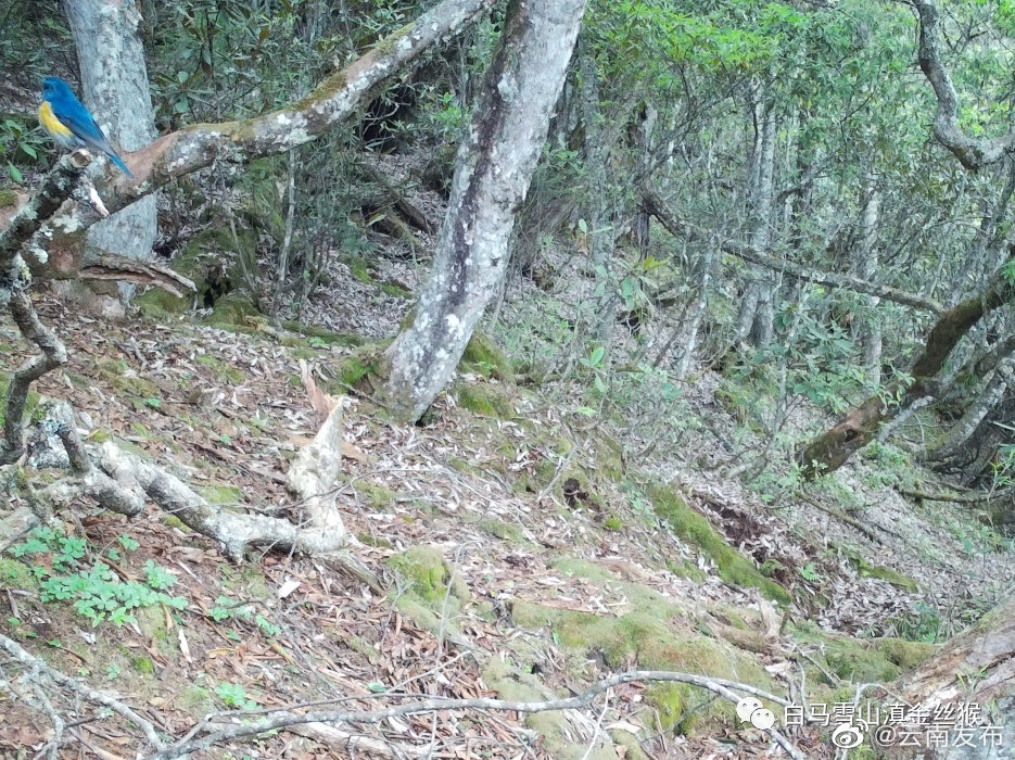 “云南发布”微博