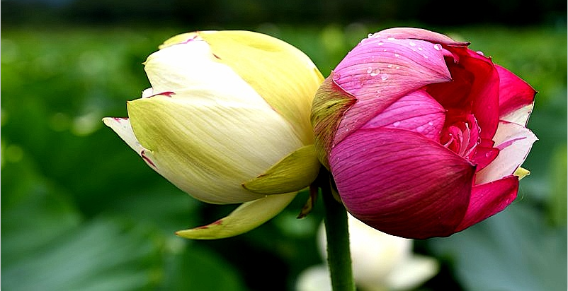 云南省文化和旅游厅