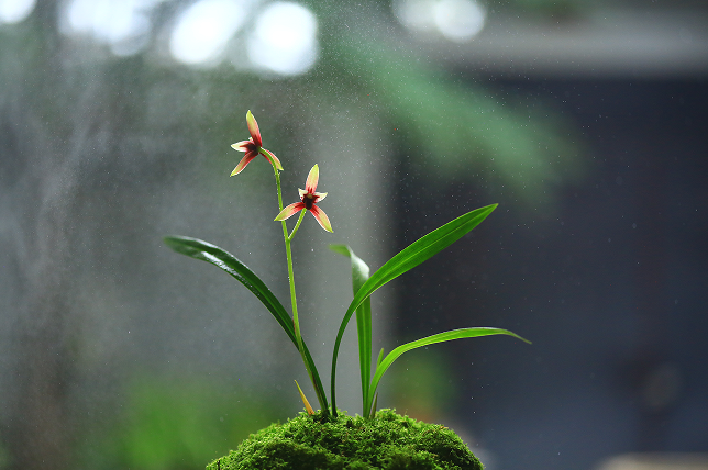 云南省文化和旅游厅