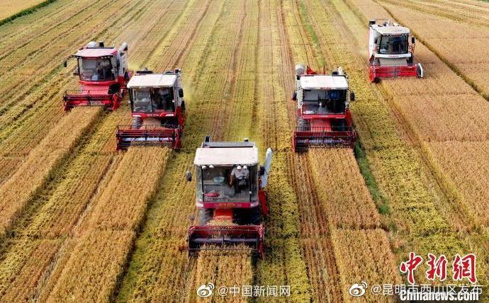 我国上半年夏粮产量2948亿斤