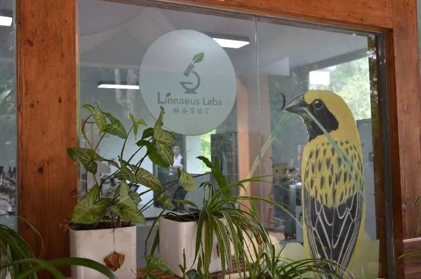 西双版纳望天树景区