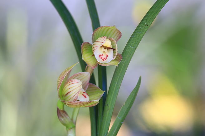 云南省文化和旅游厅