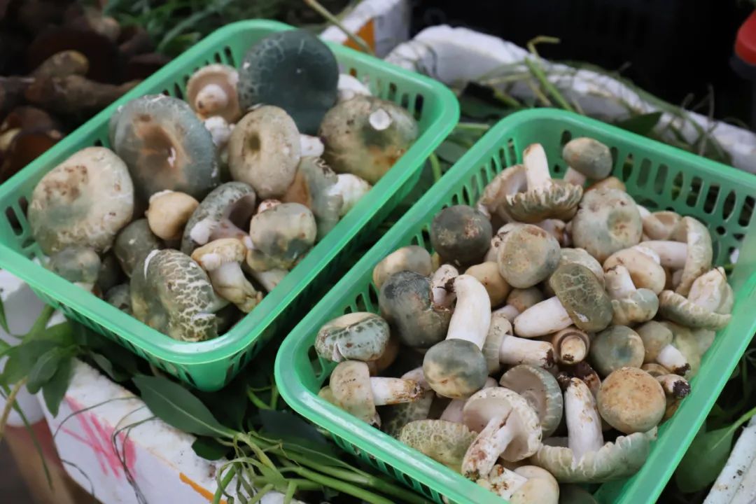 一部手机游云南