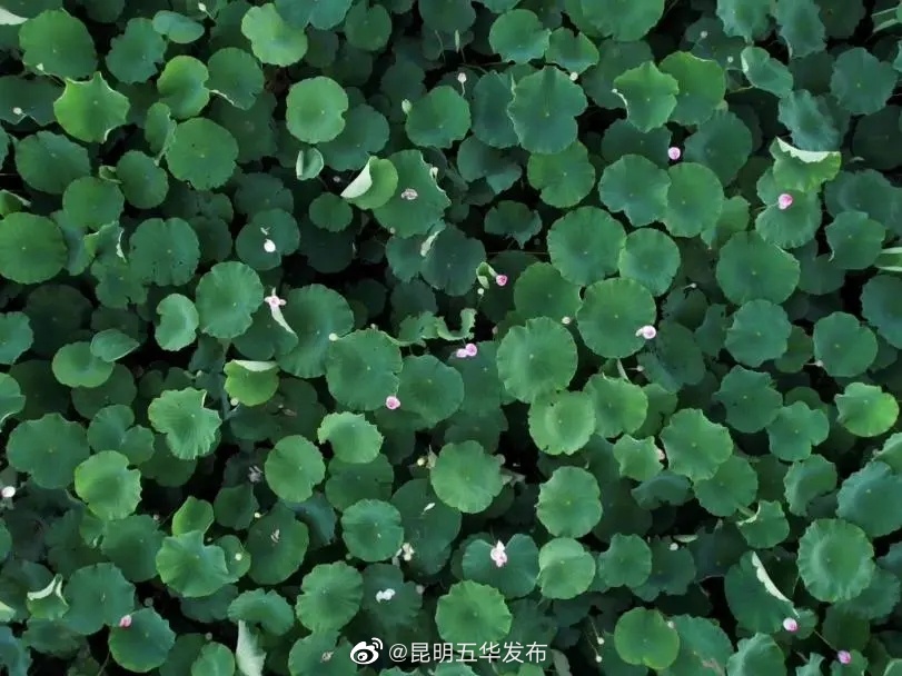 “昆明五华发布”微博