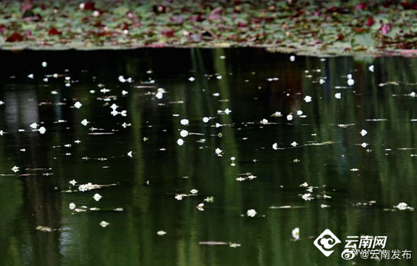 “云南发布”微博