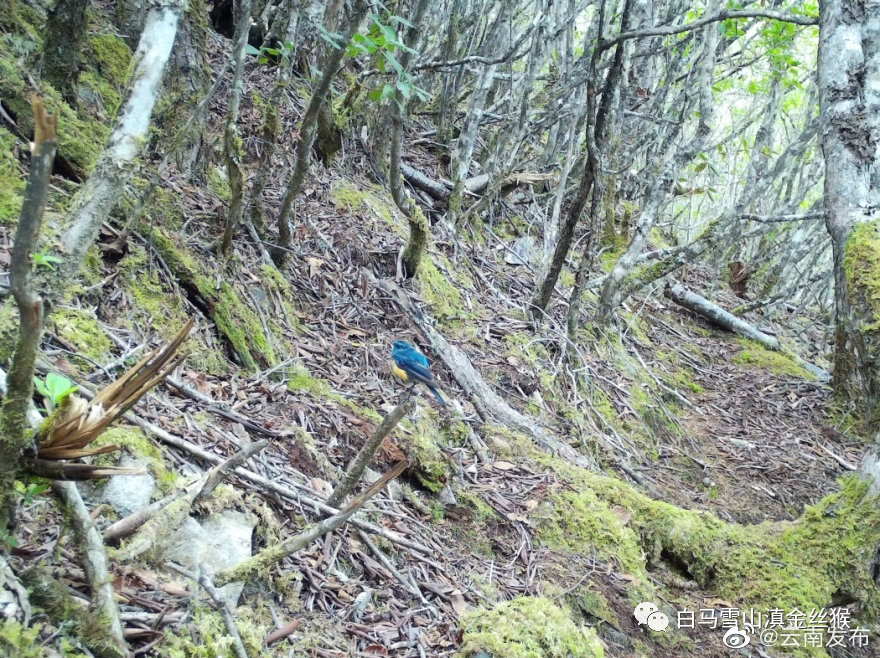 “云南发布”微博