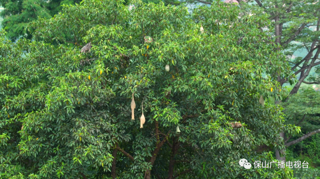 保山广播电视台