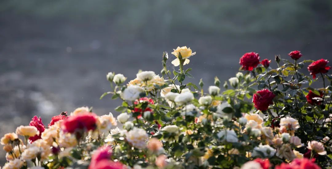 一部手机游云南