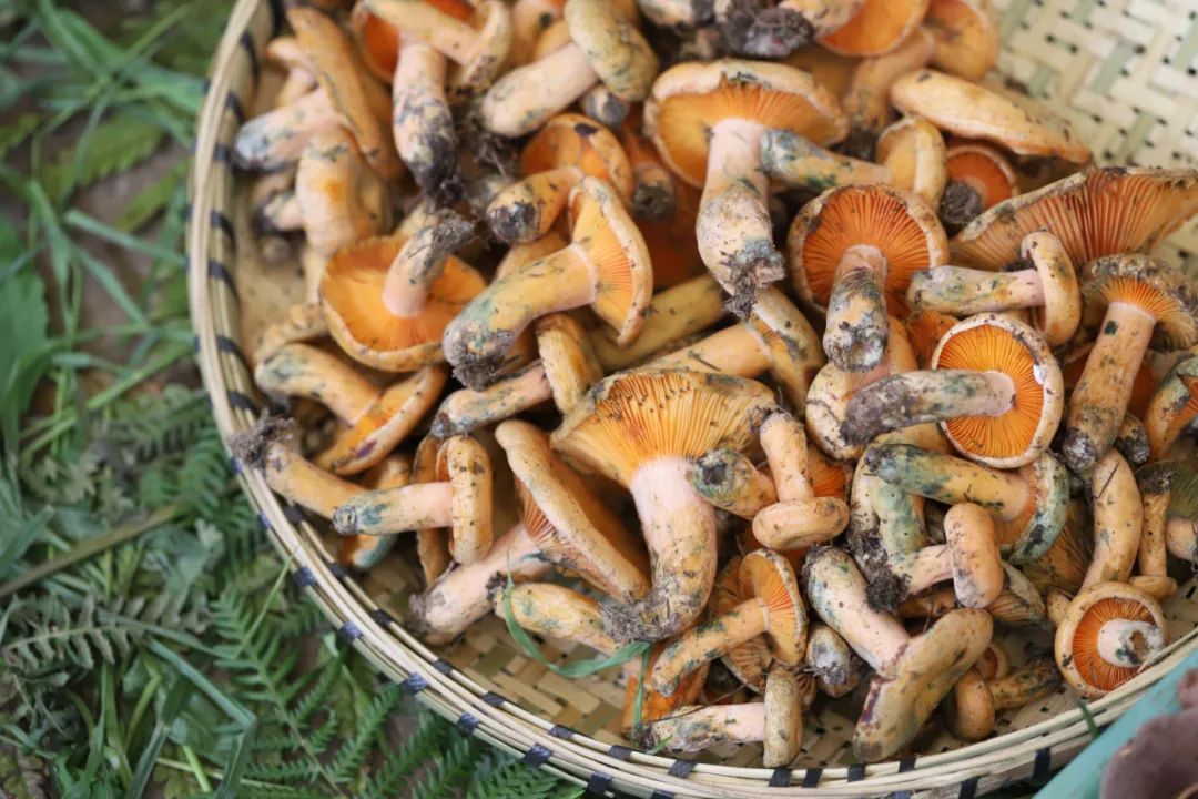 一部手机游云南