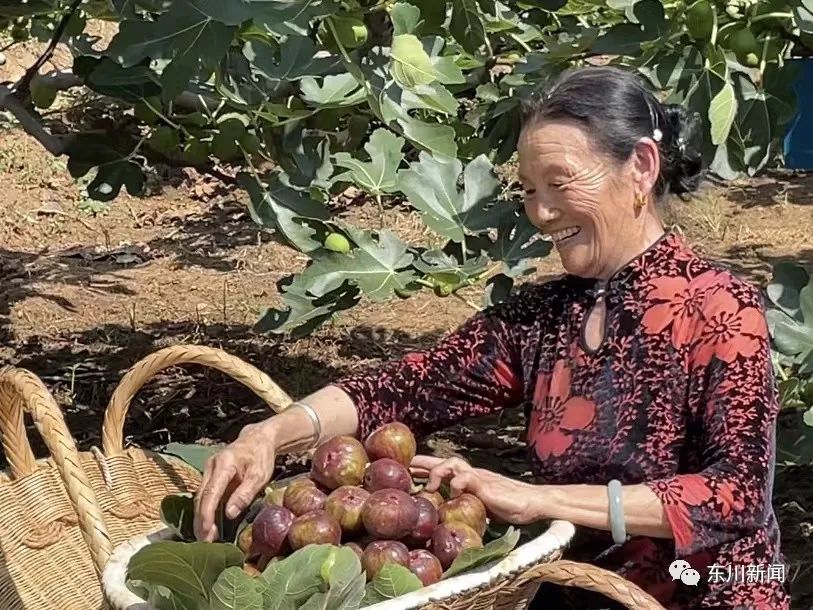 东川新闻